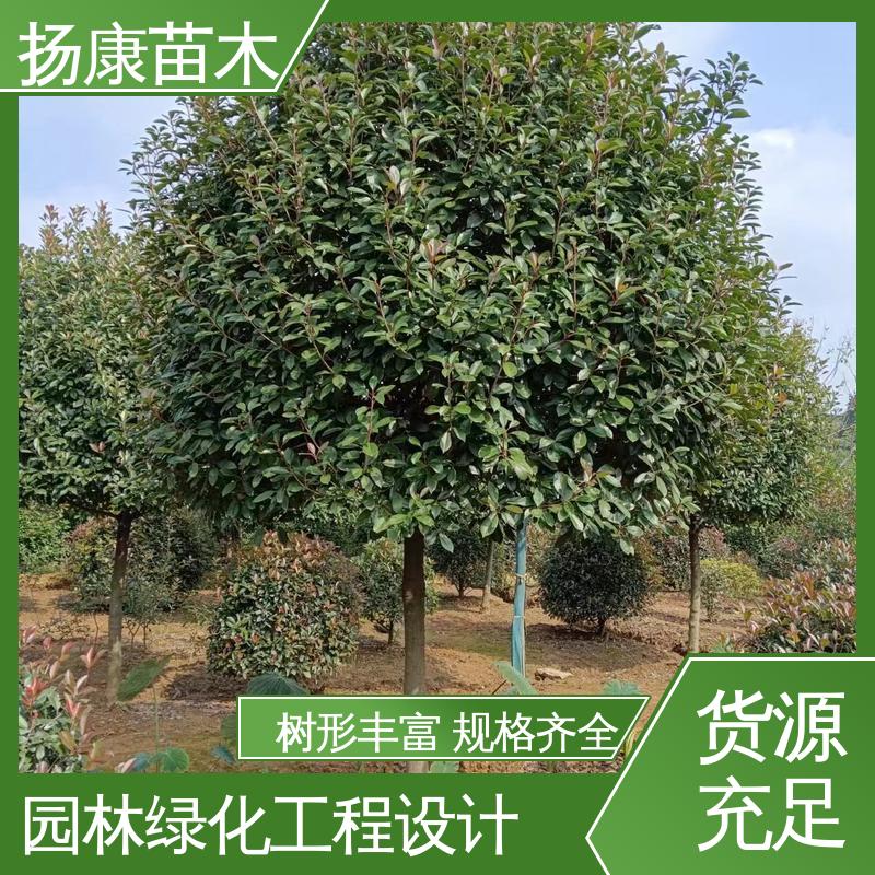 扬康苗木 基地供应 红叶石楠球 园区道路绿化苗 高端大气美观