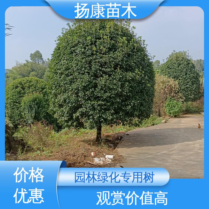 扬康苗木 浙 江乐 昌含笑 道路绿化行道苗 高端大气美观