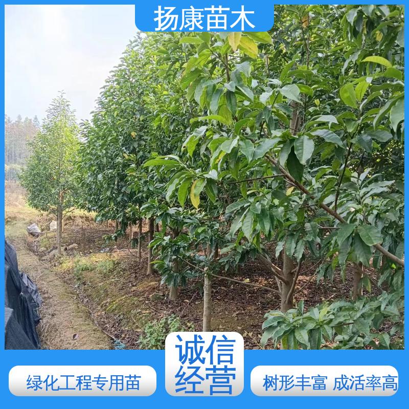 扬康苗木 基地供应 乐 昌含笑批发 园林绿化专用树 环境适应性强