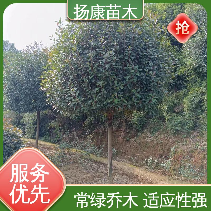 扬康苗木 基地供应 红叶石楠树 城市景观绿化树 观赏价值高