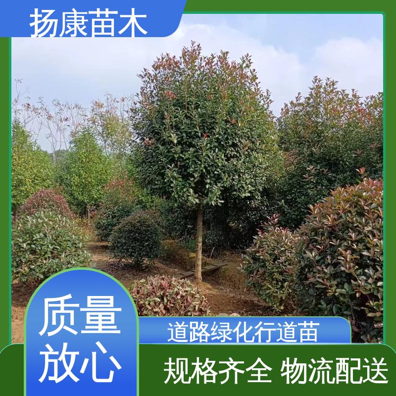 扬康苗木 纸石楠球 园林绿化专用树 精致美丽 易成活