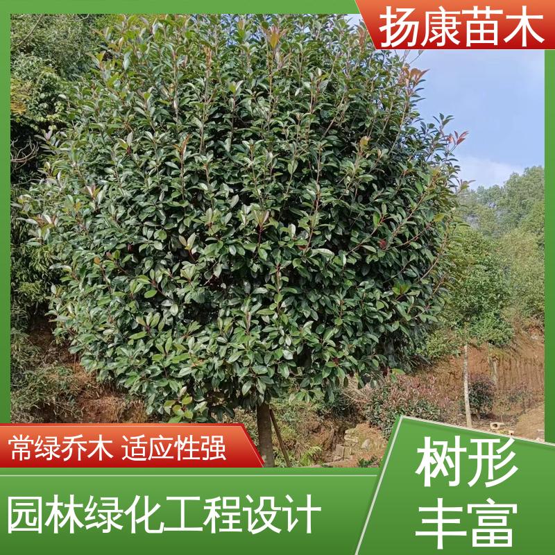 扬康苗木 红叶石楠树 园林庭院造景植物 造型优美 易成活