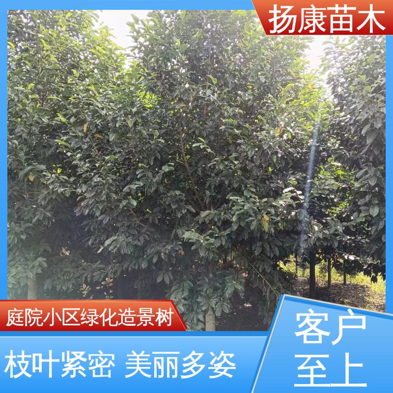 扬康苗木 园林绿化工程用 中式常绿乔木 观花风景树