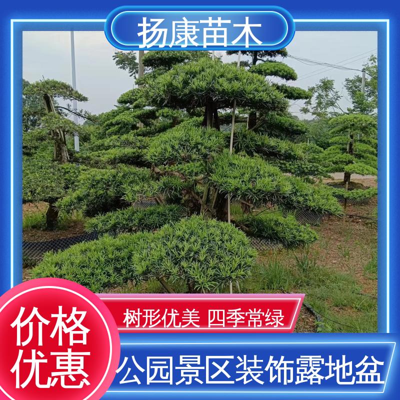 扬康苗木 15公分罗汉松 园林绿化专用树 常绿乔木 适应性强