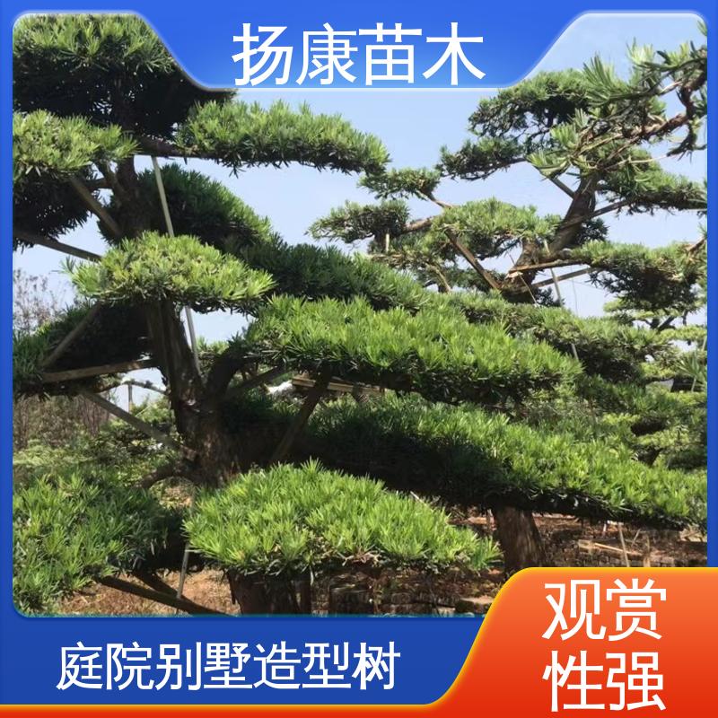 扬康苗木 基地供应 江 苏罗山松 树形优美 四季常绿