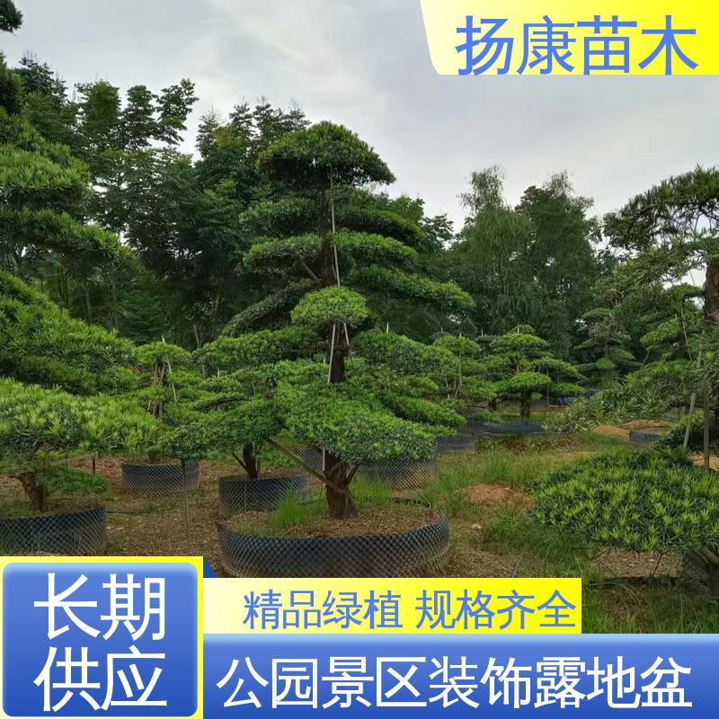扬康苗木 基地供应 25公分罗汉松 庭院别墅景观树 枝叶紧密 美丽多姿