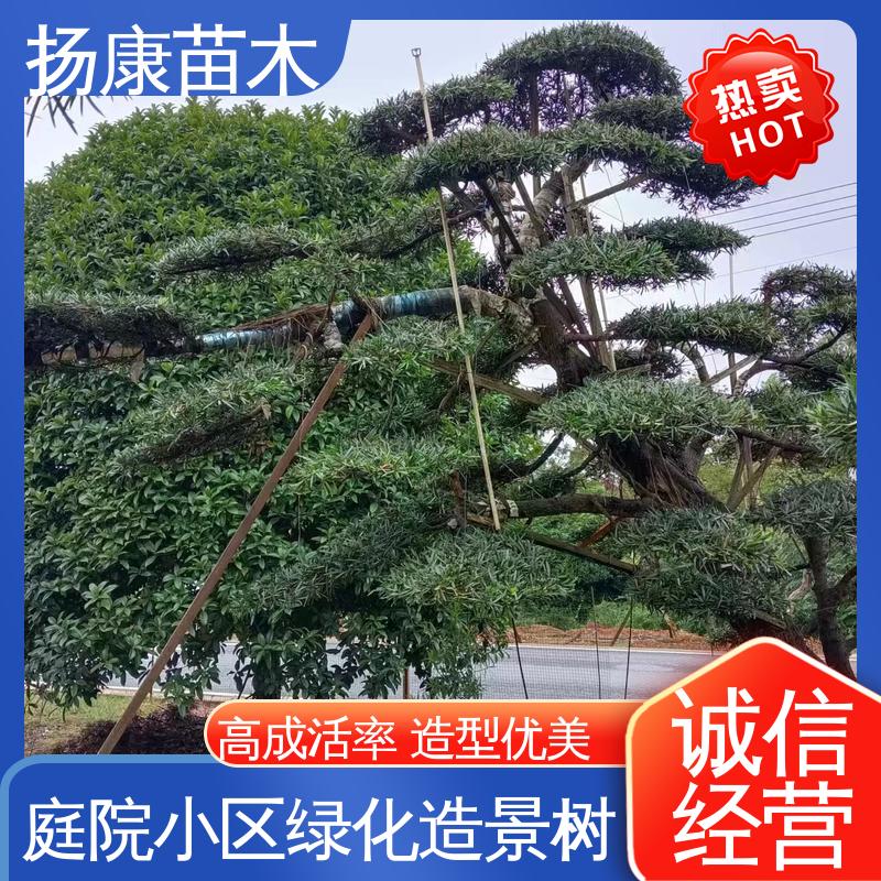 扬康苗木 12公分罗汉松 公园景区装饰露地盆栽 高端大气镇宅