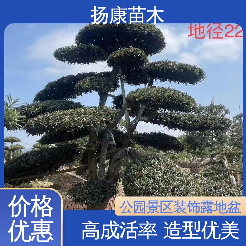 扬康苗木 四 川罗汉松 园林绿化工程设计 枝叶紧密 美丽多姿