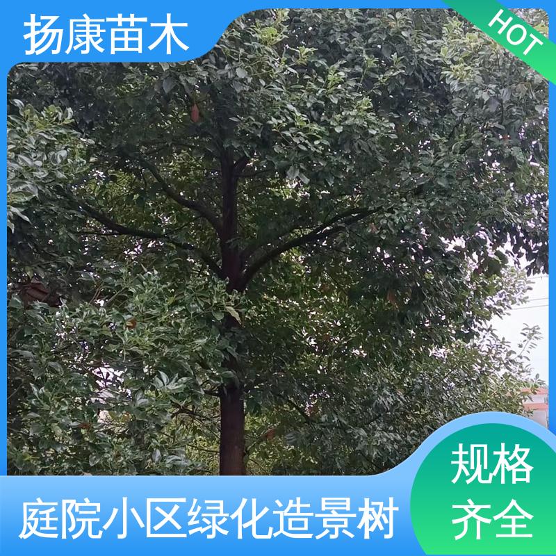 扬康苗木 20公分乐 昌合笑 园林庭院造景植物 枝叶紧密 美丽多姿