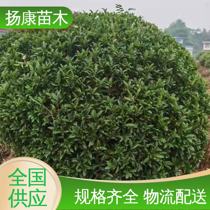 扬康苗木 丛虫桂花 园林绿化工程设计 高成活率 规格齐全