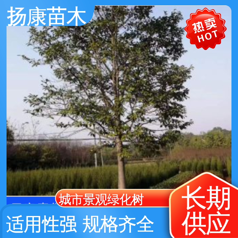 扬康苗木 乐 昌含笑苗 园林绿化工程设计 造型优美 易成活