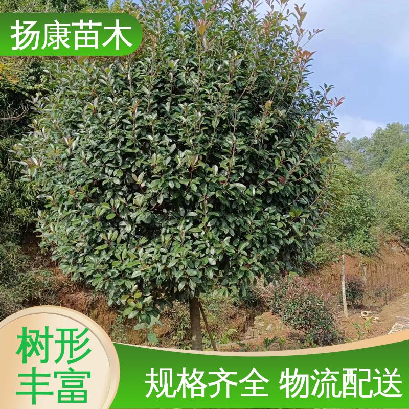 扬康苗木 小楠 绿化工程专用苗 精致美丽 易成活