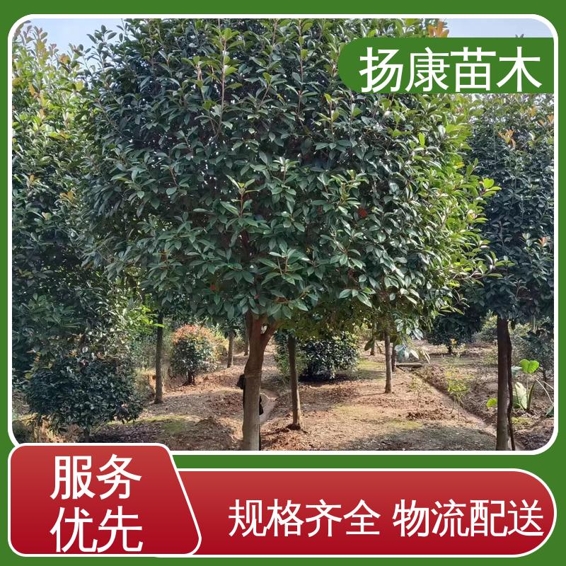 扬康苗木 红叶石楠树 庭院小区绿化造景树 高端大气美观