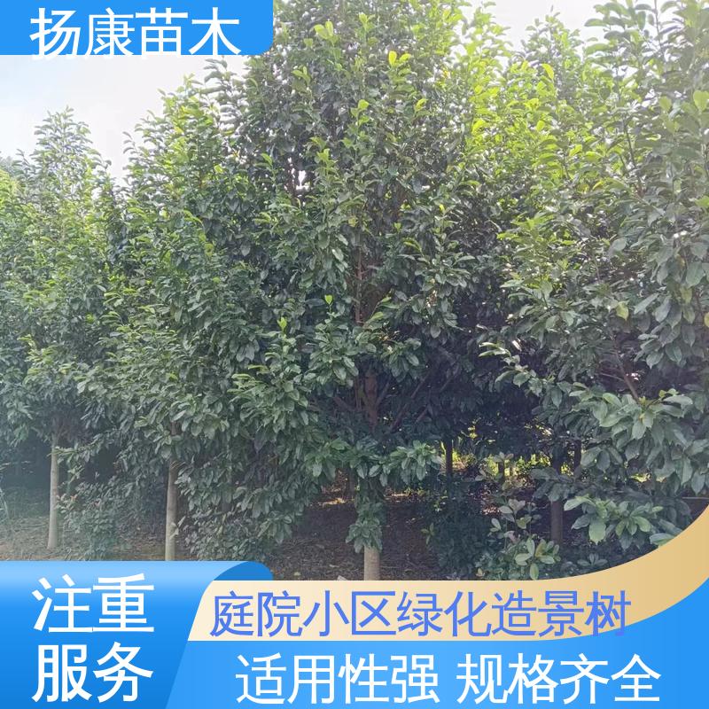 扬康苗木 基地供应 乐 昌含笑苗 城市景观绿化树 高端大气美观