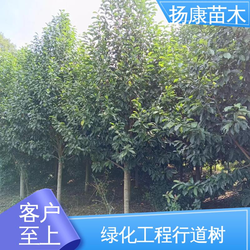 扬康苗木 乐 昌含笑 绿化工程行道树 环境适应性强
