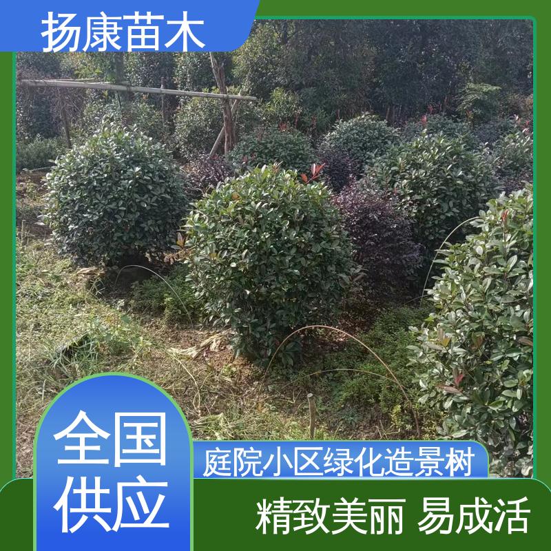 扬康苗木基地 红叶石楠 常绿乔木行道树风景树