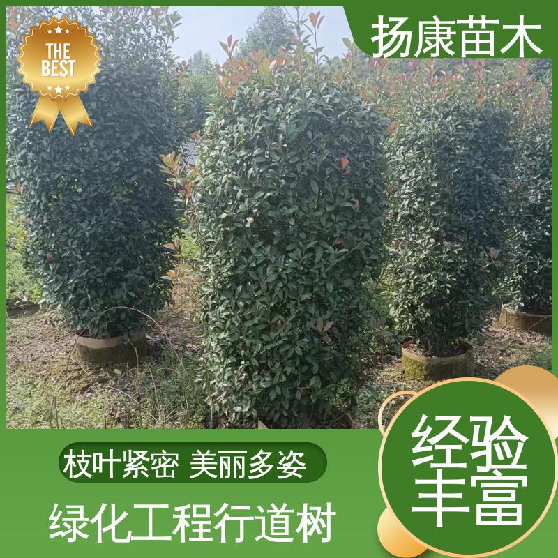 扬康苗木 红叶南栓 园林绿化工程设计 树形丰富 成活率高
