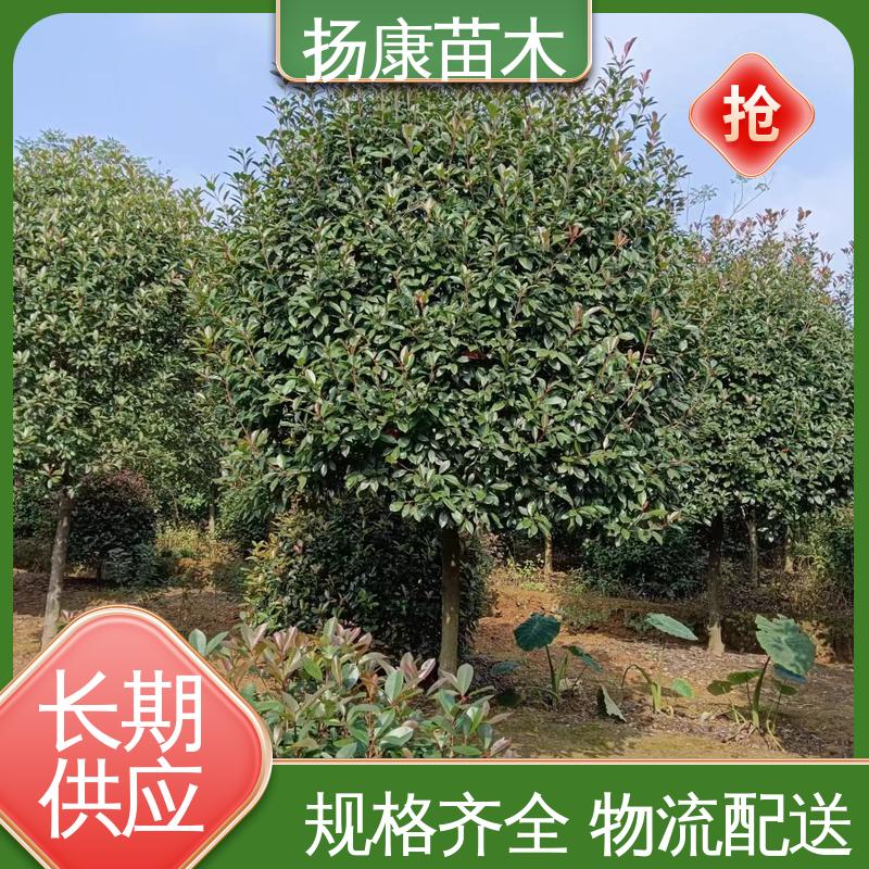 扬康苗木 纸石楠球 园区道路绿化苗 环境适应性强