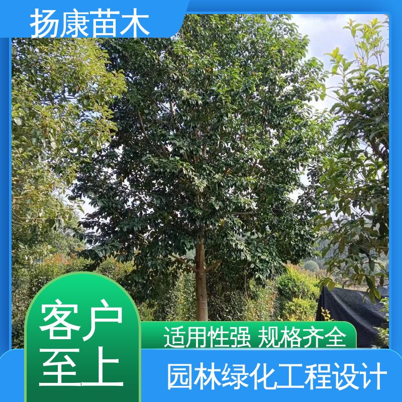 扬康苗木 乐 昌含笑批发 新农村市政绿化工程改造苗 高端大气美观