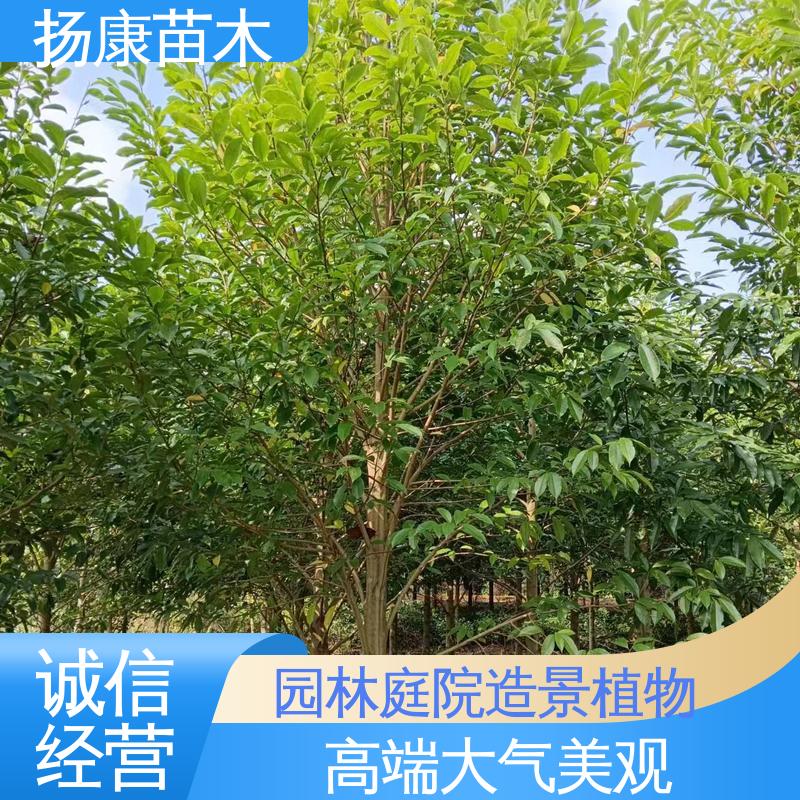 扬康苗木 乐 昌含笑苗 园林庭院造景植物 树形丰富 成活率高