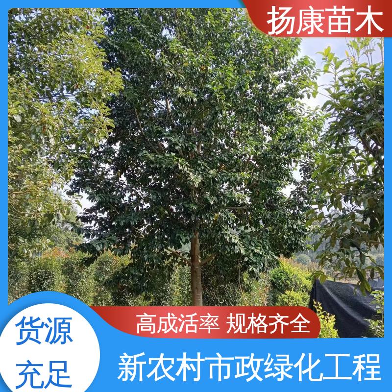 扬康苗木 浙 江乐 昌含笑 城市景观绿化树 适用性强 规格齐全