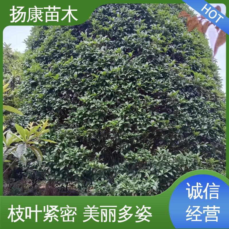 扬康苗木 精品桂花 庭院别墅景观树 枝叶紧密 美丽多姿