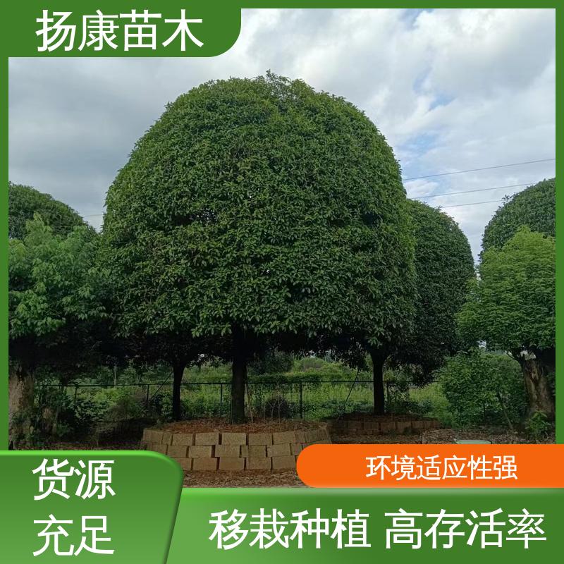 扬康苗木 基地供应 18公分丹桂 庭院小区绿化造景树 观赏价值高