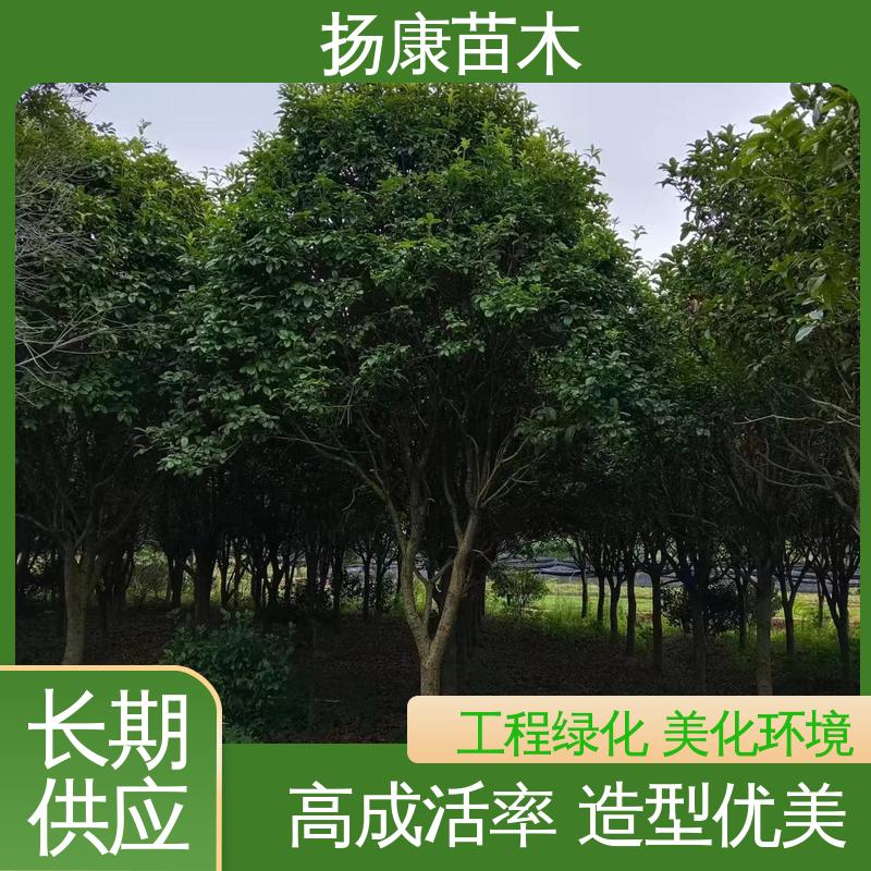 扬康苗木 30公分桂花 绿化工程行道树 观赏价值高