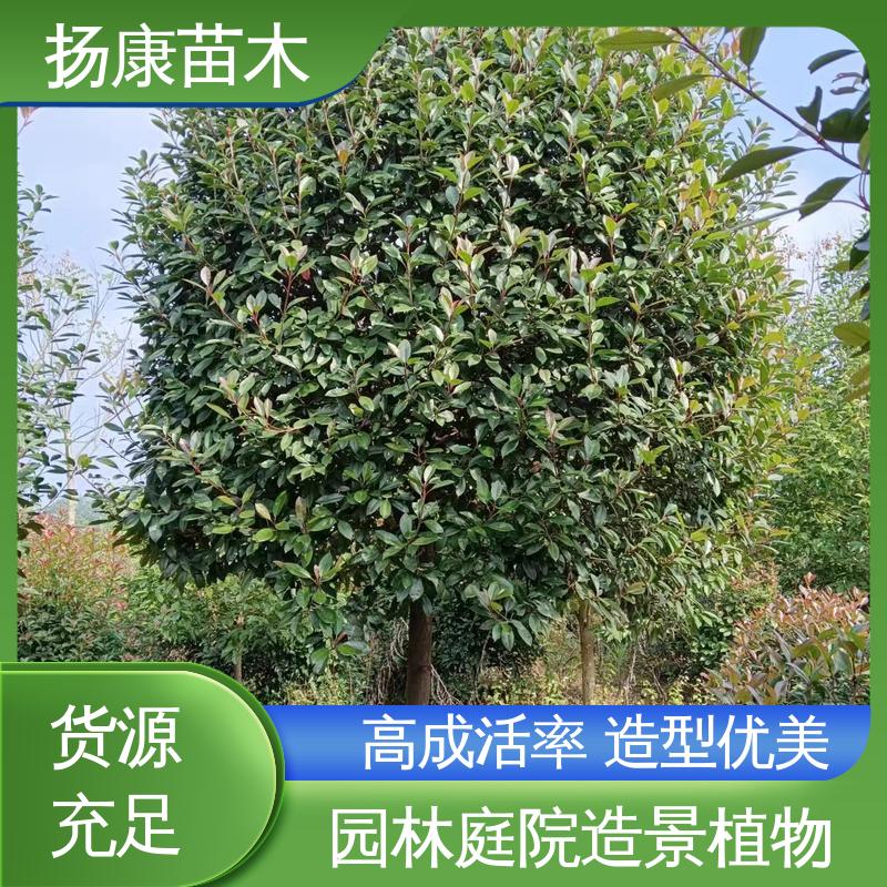 扬康苗木 基地供应 红叶石楠树 庭院小区绿化造景树 高端大气美观