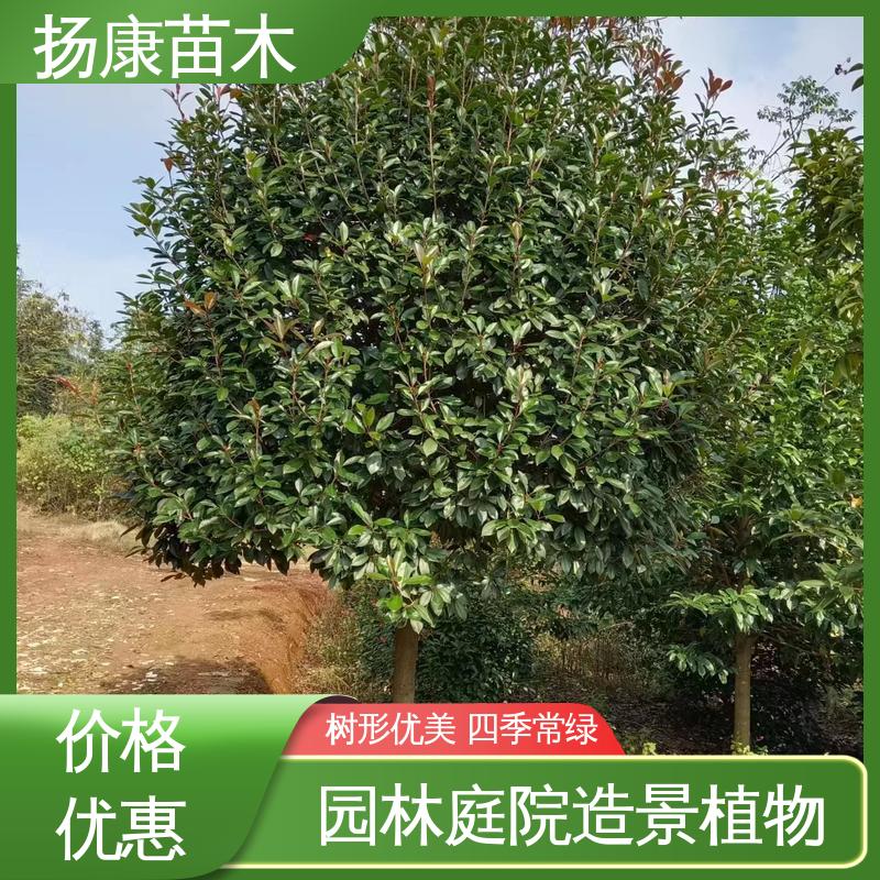 扬康苗木 基地供应 小楠 绿化工程专用苗 观赏价值高