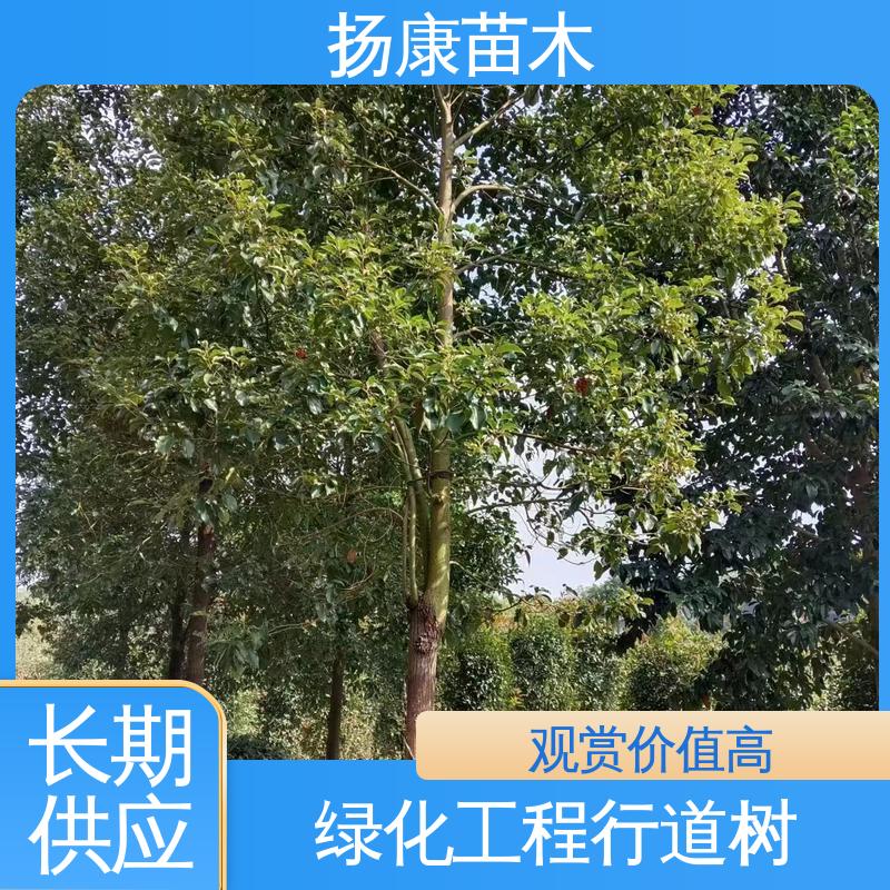 扬康苗木 四 川乐 昌含笑 道路绿化行道苗 枝叶紧密 美丽多姿