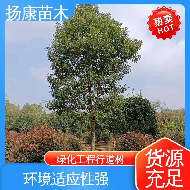 扬康苗木 基地供应 浙 江乐 昌含笑 园林景区栽植 精致美丽 易成活
