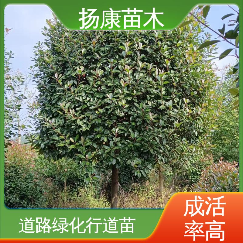 扬康苗木 基地供应 红叶石楠球 绿化工程专用苗 树形丰富 成活率高