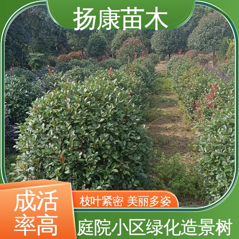 扬康苗木 基地供应 红叶石楠树 园林庭院造景植物 观赏价值高