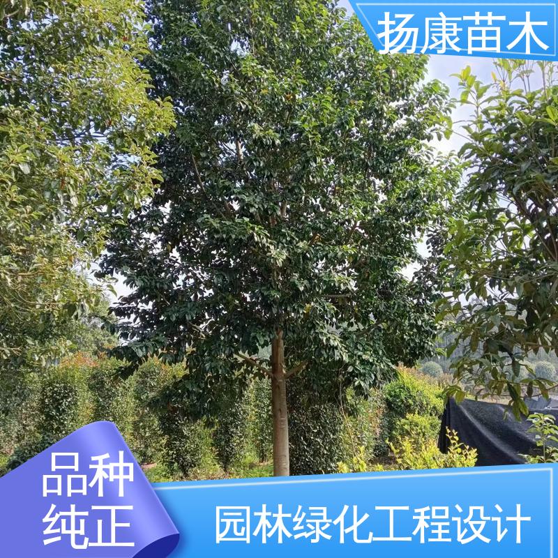 扬康苗木 基地供应 12公分乐 昌含笑 园区道路绿化苗 观赏价值高