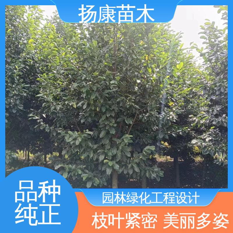 扬康苗木 基地供应 湖 南 乐 昌含笑 园林绿化工程设计 精致美丽 易成活