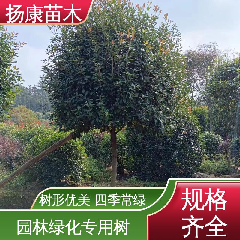 扬康苗木 红叶石楠树 园林庭院造景植物 树形丰富 成活率高