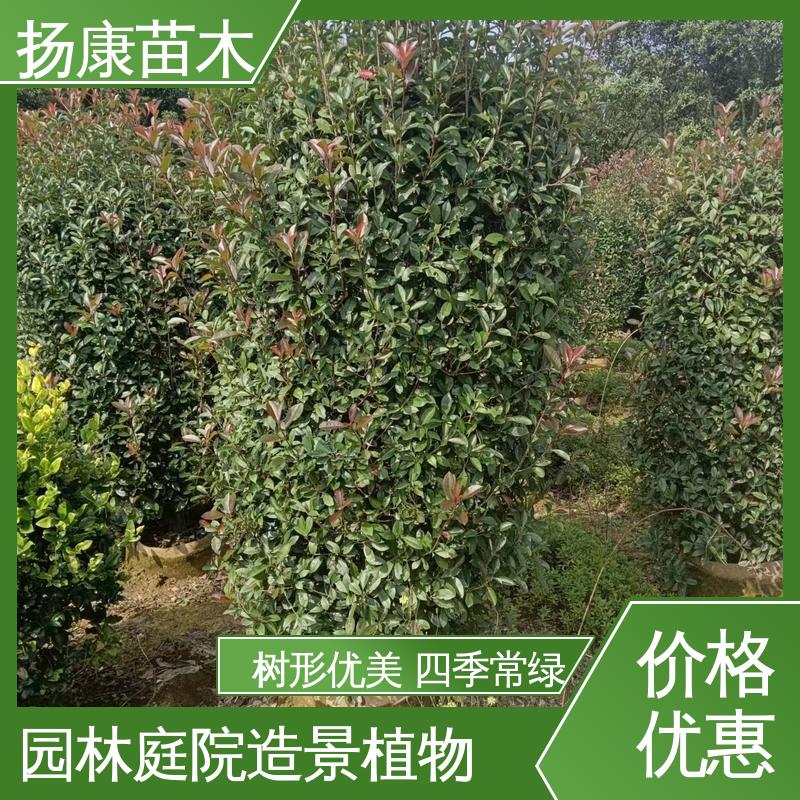 扬康苗木 基地供应 纸石楠球 园区道路绿化苗 树形丰富 成活率高