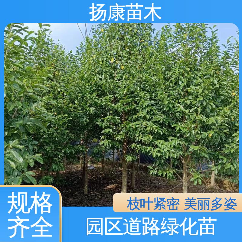 扬康苗木 基地供应 乐 昌含笑批发 园区道路绿化苗 高端大气美观