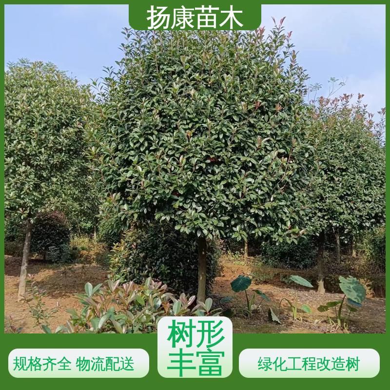 扬康苗木 基地供应 红叶石楠树 园林绿化工程设计 高端大气美观