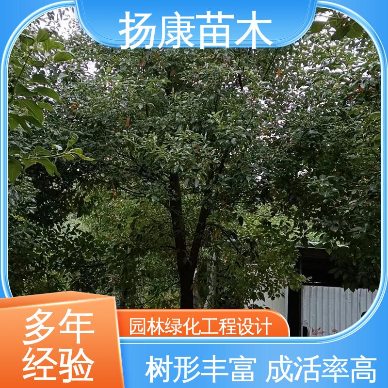 扬康苗木 基地供应 四 川乐 昌含笑 园林景区栽植 造型优美 易成活