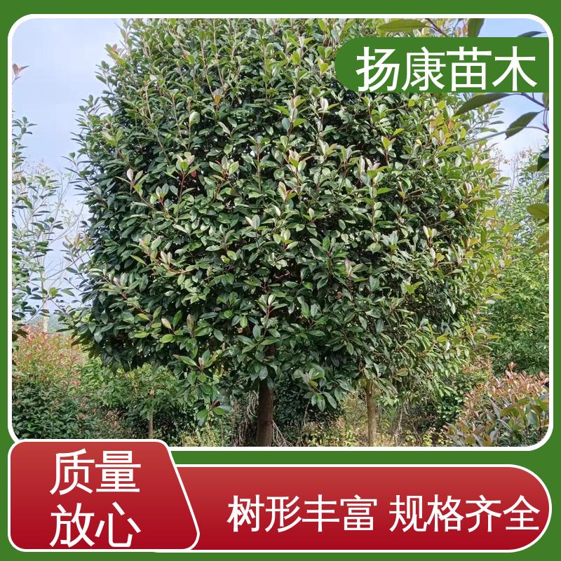 扬康苗木 基地供应 纸石楠球 庭院小区绿化造景树 枝叶紧密 美丽多姿