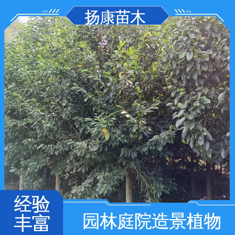 扬康苗木 基地供应 精品乐 昌含笑 园林绿化专用树 观赏价值高