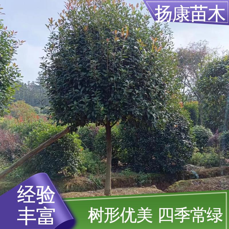 扬康苗木 纸石楠球 园林景区栽植 枝叶紧密 美丽多姿