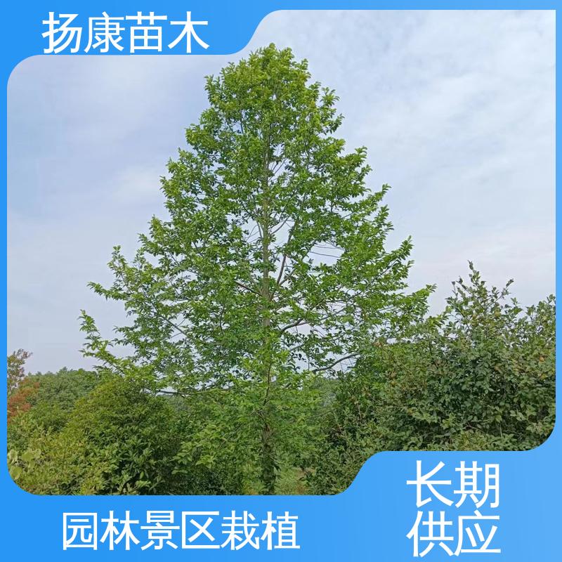 扬康苗木 浙 江乐 昌含笑 园林绿化专用树 造型优美 易成活