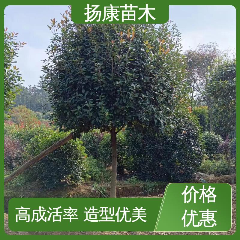 扬康苗木 红叶石楠球 绿化工程改造苗 造型优美 易成活