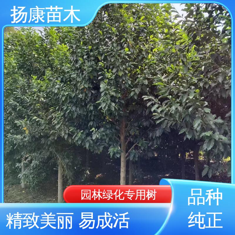 扬康苗木 18公分乐 昌含笑 庭院小区绿化造景树 树形丰富 成活率高