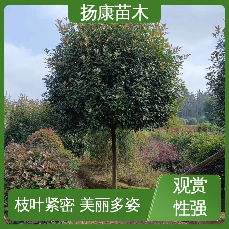 扬康苗木 基地供应 纸石楠球 城市景观绿化树 枝叶紧密 美丽多姿