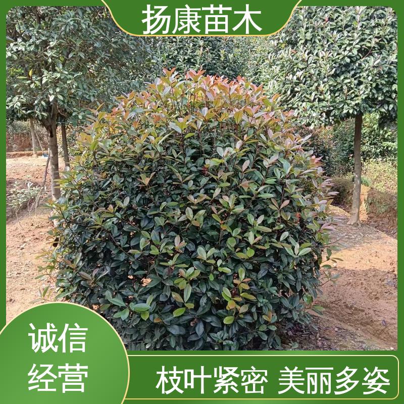 扬康苗木 红叶南栓 园林景区栽植 适用性强 规格齐全