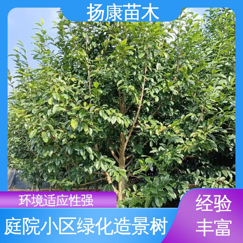 扬康苗木 基地供应 四 川乐 昌含笑 园林绿化工程设计 造型优美 易成活